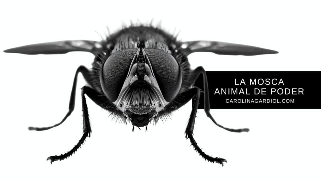 Animal de poder la mosca visión 360 Carolina Gardiol.