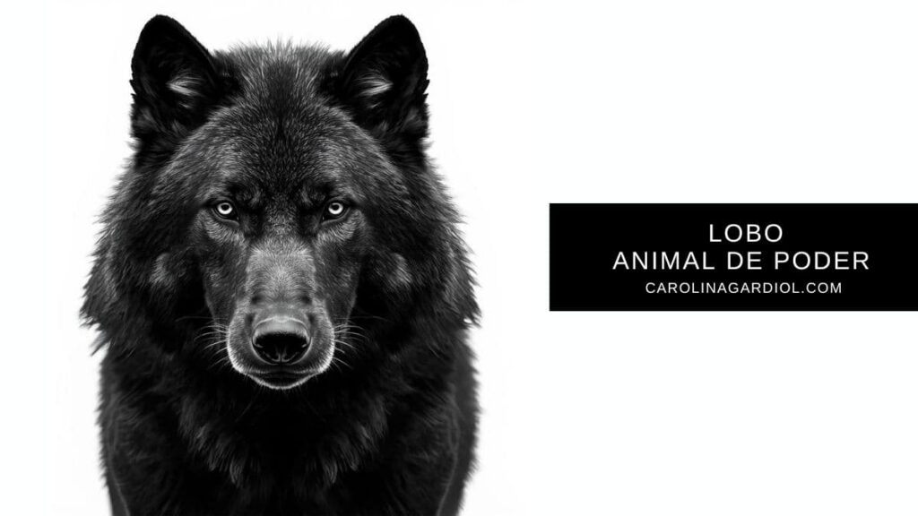 El lobo como animal de poder y guía espiritual por Carolina Gardiol.