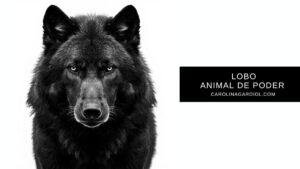 El lobo como animal de poder y guía espiritual por Carolina Gardiol.
