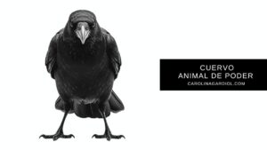 El cuervo como animal de poder y tótem de transformación por Carolina Gardiol.