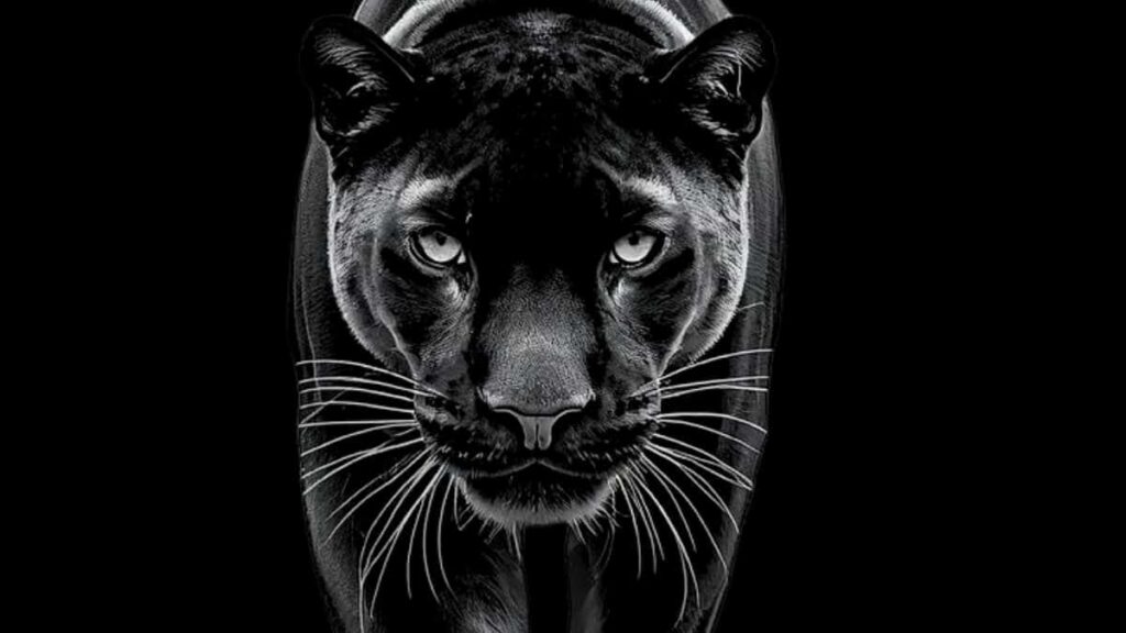 Vibración Animales de Poder, Arquitectura del Ser